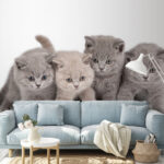 Fotobehang Schattige kittens klaar voor speeltijd.