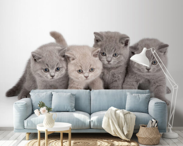 Schattige kittens klaar voor speeltijd Fotobehang Schattige kittens klaar voor speeltijd