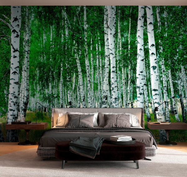 Berkenbomen in een sereen bos Fotobehang Berkenbomen in een sereen bos