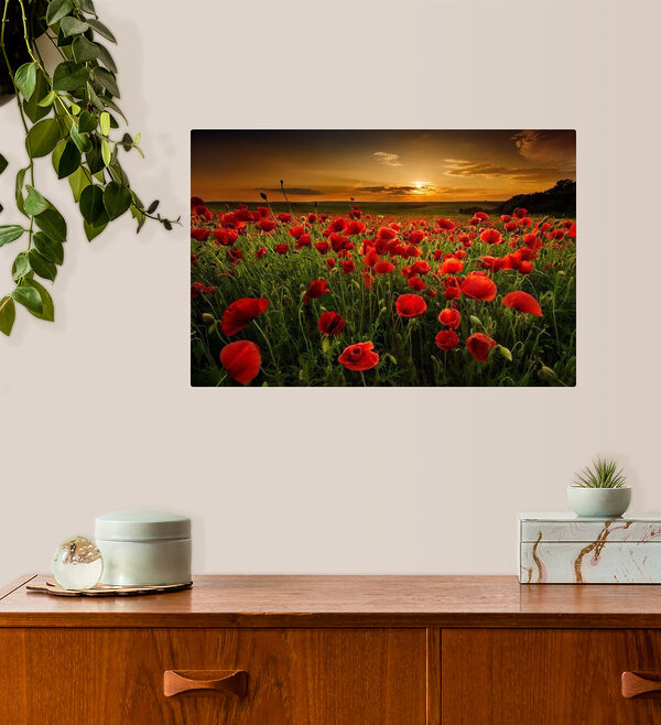 Rode klaprozen onder zonsondergang Canvas Schilderijen Rode klaprozen onder zonsondergang