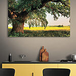 Canvas Schilderijen Boom schaduwt veld onder zonnige hemel