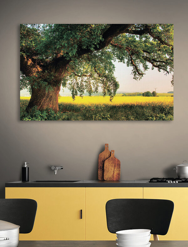 Boom schaduwt veld onder zonnige hemel Canvas Schilderijen Boom schaduwt veld onder zonnige hemel
