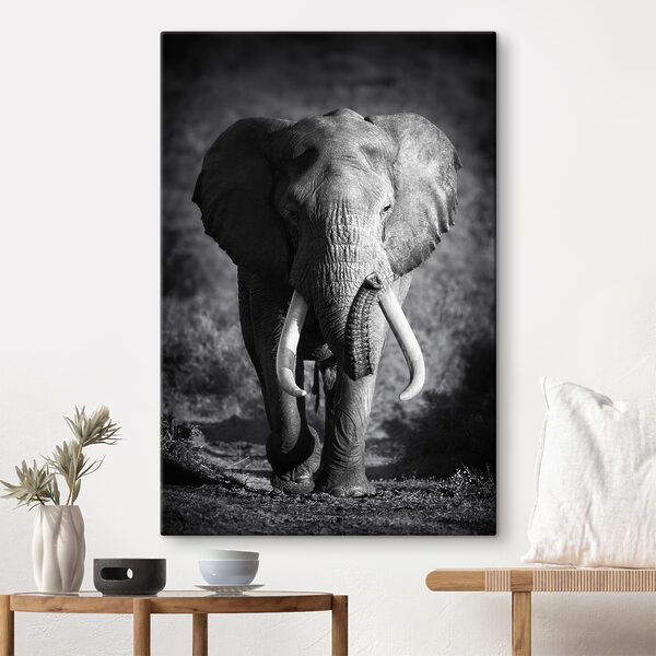Een wandelende olifant met slagtanden Canvas Schilderijen Een wandelende olifant met slagtanden