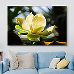 Canvas Schilderijen Magnolia verlicht door zonlicht