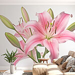 Fotobehang Roze lelie met knoppen