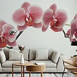 Fotobehang Delicate orchideeën in zachte tinten