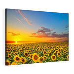 Canvas Schilderijen Zonnebloemveld