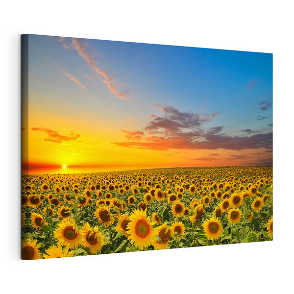 Canvas Schilderijen Zonnebloemveld
