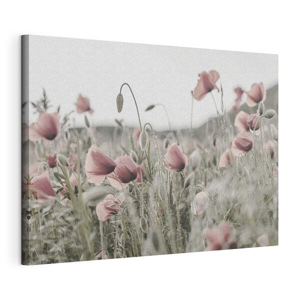 Canvas Schilderijen Veld met delicate roze klaprozen