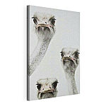 Canvas Schilderijen Groep struisvogels met hun hoofd omhoog