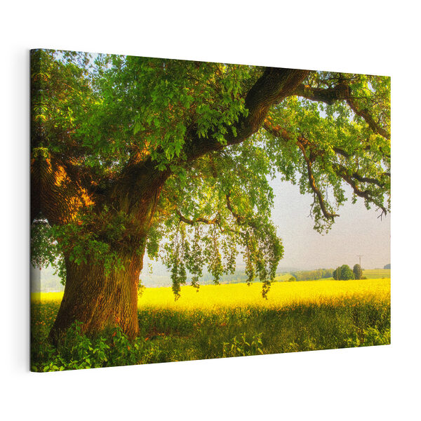 Boom schaduwt veld onder zonnige hemel Canvas Schilderijen Boom schaduwt veld onder zonnige hemel
