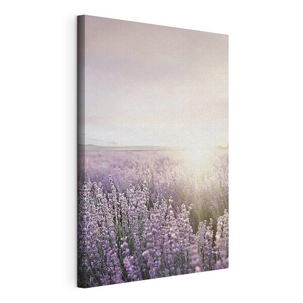 Canvas Schilderijen Lavendelveld bij zonsopgang, serene schoonheid