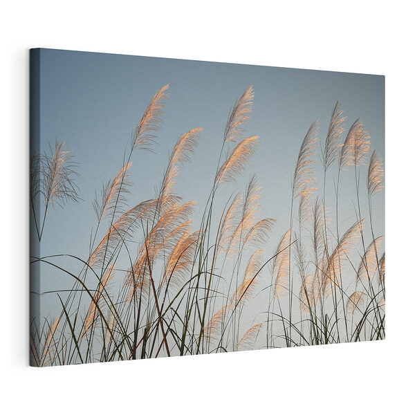 Groep hoog gras Canvas Schilderijen Groep hoog gras