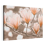 Canvas Schilderijen Bloeiende magnolia bloemen in de lente