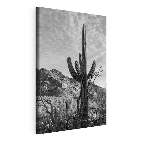 Canvas Schilderijen Cactussen in de woestijn