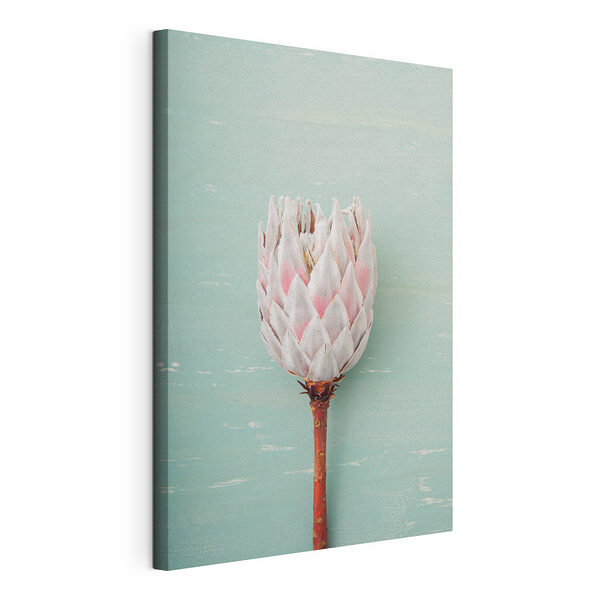Protea bloem tegen blauwe achtergrond Canvas Schilderijen Protea bloem tegen blauwe achtergrond