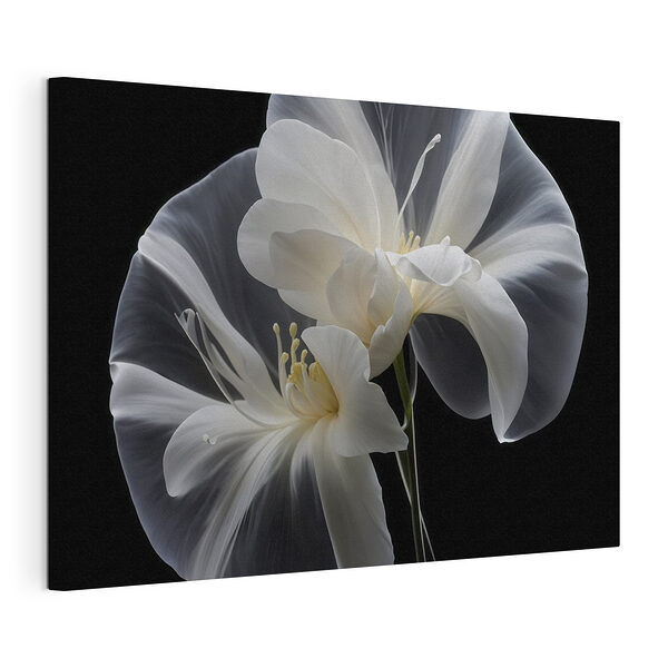 Elegant wit tegen donker dia Canvas Schilderijen Elegant wit tegen donker dia