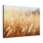 Canvas Schilderijen Wuivend graan in amberkleurig licht