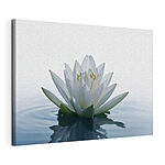 Canvas Schilderijen Witte bloem in water