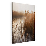 Canvas Schilderijen Riet in het water