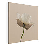 Canvas Schilderijen Witte bloem met bruine bloemblaadjes