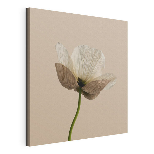 Witte bloem met bruine bloemblaadjes Canvas Schilderijen Witte bloem met bruine bloemblaadjes