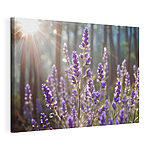 Canvas Schilderijen Zonlicht baadt lavendel in bos