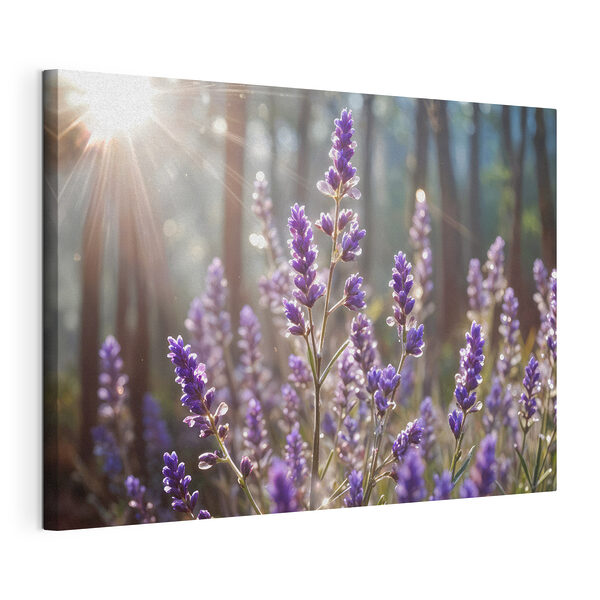 Canvas Schilderijen Zonlicht baadt lavendel in bos