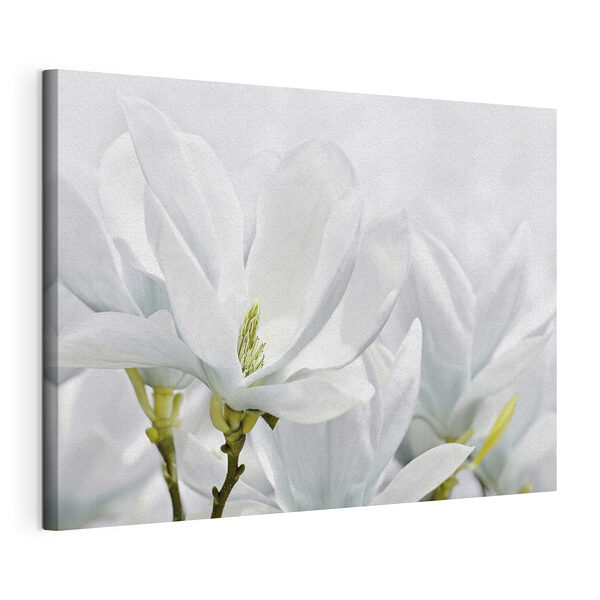 Witte magnolia bloeit in de lente Canvas Schilderijen Witte magnolia bloeit in de lente