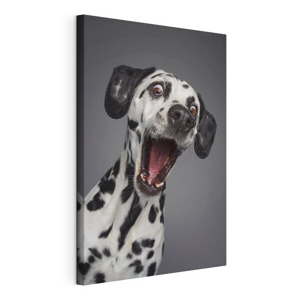 Canvas Schilderijen Verbaasde dalmatiër met wijde ogen!