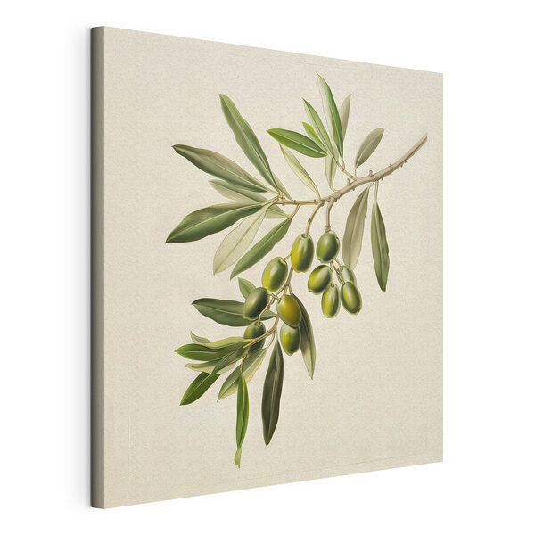 Olijftak met weelderige groene olijven Canvas Schilderijen Olijftak met weelderige groene olijven