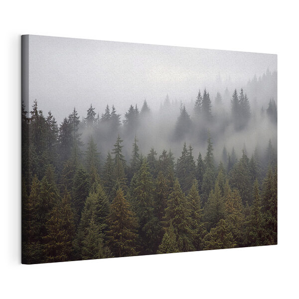 Groep bomen met mist Canvas Schilderijen Groep bomen met mist